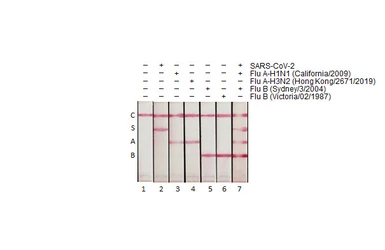Influenza B virus Nucleoprotein (B/Victoria/02/1987), DDDDK Tag. GTX136277-pro