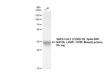 SARS-CoV-2 (COVID-19) Spike RBD Protein, AY.1 / Delta plus variant, His tag (active). GTX136333-pro