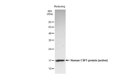 Human M-CSF protein (active). GTX136909-pro