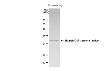 Human M-CSF protein (active). GTX136909-pro