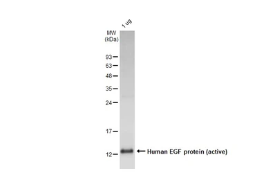 Human EGF protein (active). GTX136910-pro