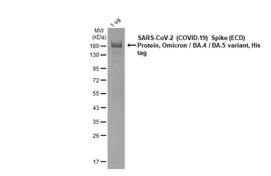 SARS-CoV-2 (COVID-19) Spike (ECD) Protein, Omicron / BA.4 / BA.5 variant, His tag. GTX137113-pro