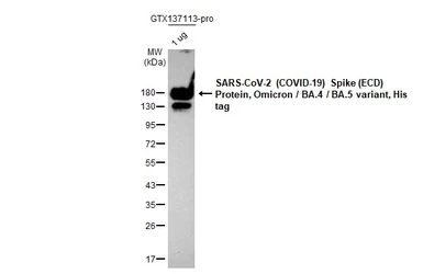 SARS-CoV-2 (COVID-19) Spike (ECD) Protein, Omicron / BA.4 / BA.5 variant, His tag. GTX137113-pro
