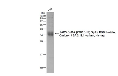 SARS-CoV-2 (COVID-19) Spike RBD Protein, Omicron / BA.2.12.1 variant, His tag. GTX137249-pro