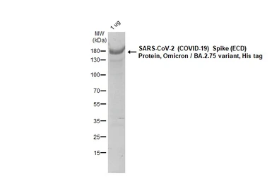 SARS-CoV-2 (COVID-19) Spike (ECD) Protein, Omicron / BA.2.75 variant, His tag. GTX137533-pro