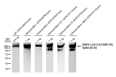 SARS-CoV-2 (COVID-19) Spike (ECD) Protein, Omicron / BA.2.75 variant, His tag. GTX137533-pro