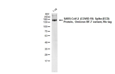 SARS-CoV-2 (COVID-19) Spike (ECD) Protein, Omicron / BF.7 variant, His tag. GTX137880-pro