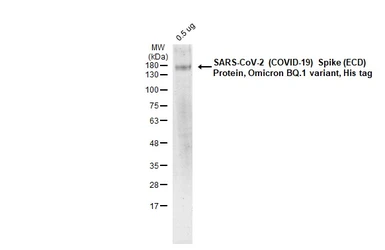 SARS-CoV-2 (COVID-19) Spike (ECD) Protein, Omicron / BQ.1 variant, His tag. GTX137881-pro