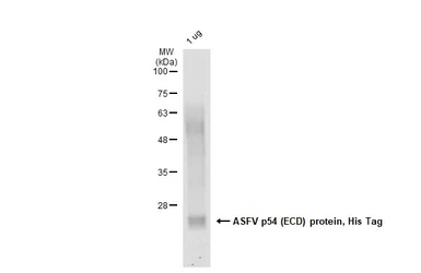 ASFV p54 (ECD) protein, His Tag. GTX137950-pro