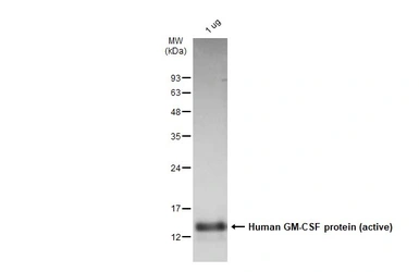 Human GM-CSF protein (active). GTX137974-pro