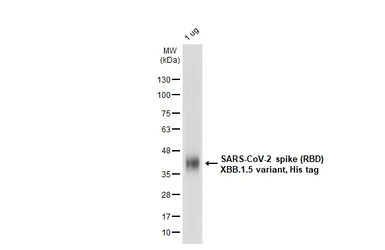 SARS-CoV-2 (COVID-19) Spike RBD Protein, Omicron / XBB.1.5 variant, His tag. GTX138287-pro