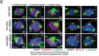 Anti-CENPA antibody [3-19] used in Immunocytochemistry/ Immunofluorescence (ICC/IF). GTX13939