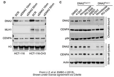 Anti-CENPA antibody [3-19] used in Western Blot (WB). GTX13939
