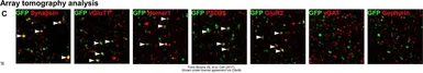 Anti-GFP antibody used in IHC (Free Floating) (IHC (Free Floating)). GTX13970