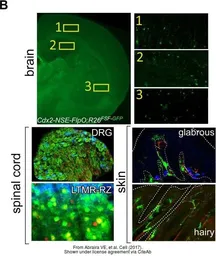 Anti-GFP antibody used in IHC (Free Floating) (IHC (Free Floating)). GTX13970