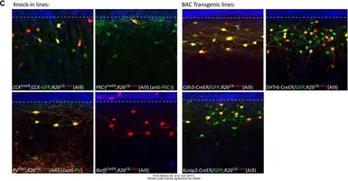 Anti-GFP antibody used in IHC (Free Floating) (IHC (Free Floating)). GTX13970