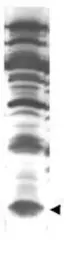 Anti-ISG15 antibody used in Western Blot (WB). GTX14374