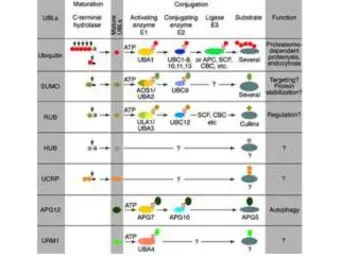 Anti-ISG15 antibody used in  (). GTX14374