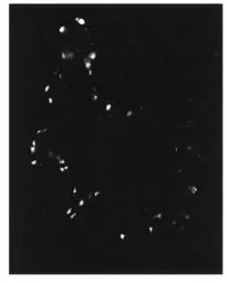 Anti-PDE4A8 antibody used in IHC (Frozen sections) (IHC-Fr). GTX14606