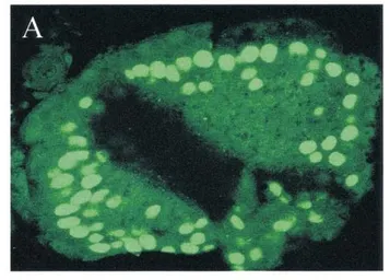 Anti-PDE4A antibody used in IHC (Frozen sections) (IHC-Fr). GTX14607