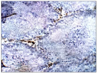 Anti-S100 beta antibody used in IHC (Paraffin sections) (IHC-P). GTX14688