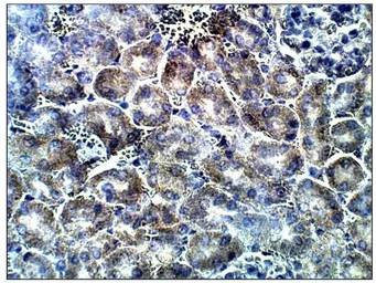 Anti-ADCY7 antibody used in IHC (Paraffin sections) (IHC-P). GTX14782