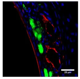 Anti-PGCB antibody used in Immunohistochemistry (IHC). GTX14784