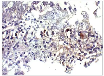Anti-BMP2 antibody used in IHC (Paraffin sections) (IHC-P). GTX14933