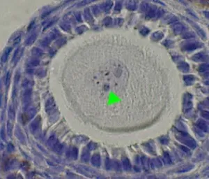 Anti-SCP3 antibody used in IHC (Paraffin sections) (IHC-P). GTX15092