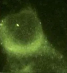 Anti-Presenilin 1 antibody [APS 18] used in Immunocytochemistry/ Immunofluorescence (ICC/IF). GTX15458