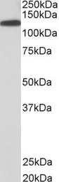 Anti-KIF5B antibody, C-term used in Western Blot (WB). GTX15705