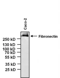 Anti-Fibronectin antibody [3F12] used in Western Blot (WB). GTX15737