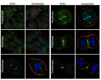 Anti-PLK1 antibody [13E8] used in Immunocytochemistry/ Immunofluorescence (ICC/IF). GTX15779
