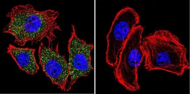 Anti-PLK1 antibody [13E8] used in Immunocytochemistry/ Immunofluorescence (ICC/IF). GTX15779