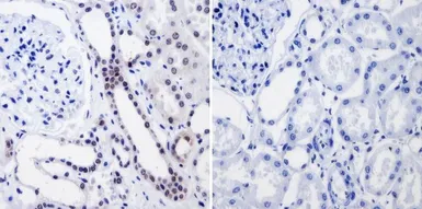 Anti-RPA32 antibody [MA34] used in IHC (Paraffin sections) (IHC-P). GTX15783