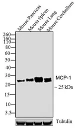 Anti-MCP1 / CCL2 antibody [E10051] used in Western Blot (WB). GTX15784