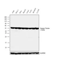 Anti-gamma Tubulin antibody [4D11] used in Western Blot (WB). GTX15794