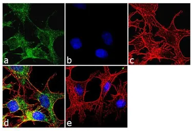 Anti-Cytochrome P450 3A5 antibody [F18 P3 B6] used in Immunocytochemistry/ Immunofluorescence (ICC/IF). GTX15837