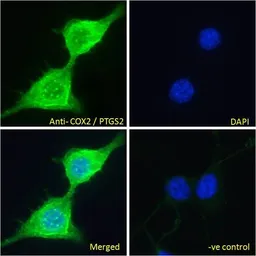 Anti-COX2 antibody, C-term used in Immunocytochemistry/ Immunofluorescence (ICC/IF). GTX15839