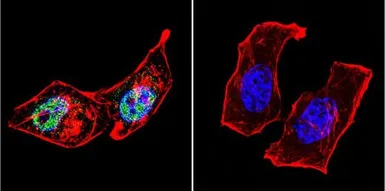 Anti-AP2 alpha antibody [3B5] used in Immunocytochemistry/ Immunofluorescence (ICC/IF). GTX15878