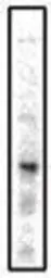 Anti-PTGER3 antibody [5F5] used in Western Blot (WB). GTX16152