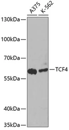 Anti-TCF4 antibody used in Western Blot (WB). GTX16385