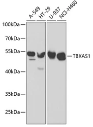 Anti-TXA synthase antibody used in Western Blot (WB). GTX16403