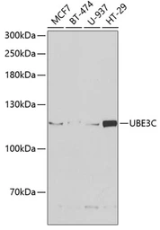 Anti-UBE3C antibody used in Western Blot (WB). GTX16467