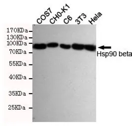 Anti-Hsp90 beta antibody [3B9-D4-G4] used in Western Blot (WB). GTX16486