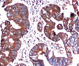 Anti-Grp78 antibody [9E4-2A7-H6] used in IHC (Paraffin sections) (IHC-P). GTX16489