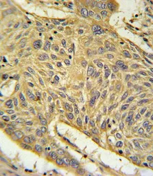 Anti-RAGE antibody used in IHC (Paraffin sections) (IHC-P). GTX16592