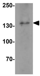 Anti-IL17 Receptor alpha antibody used in Western Blot (WB). GTX16598