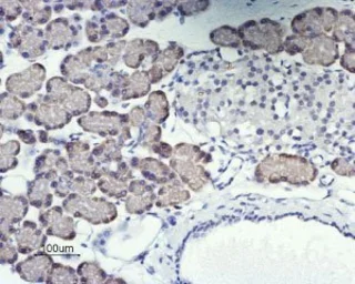 Anti-Orai1 antibody used in IHC (Paraffin sections) (IHC-P). GTX16613