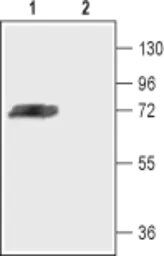 Anti-Kv4.3 antibody used in Western Blot (WB). GTX16642